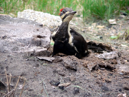 phot of a Pileated Woodpecker foraging for food in an old tree stumpの写真素材