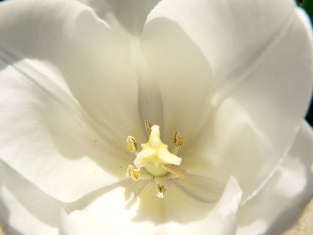 a macro of a white tulip flower with pollen visible on the petalsの写真素材