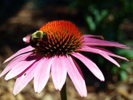 a bee pollenating a pink colored Coneflower basking in the sun light.の写真素材