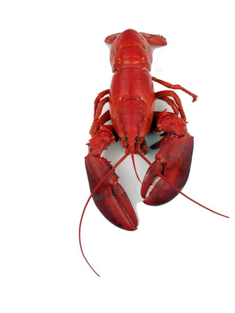 photo of a Maine lobster that's been steamed cooked till red on a white background with copy spaceの写真素材
