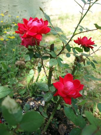 photo of Knockout Rose bush showcasing it's bloomoing flowersの写真素材