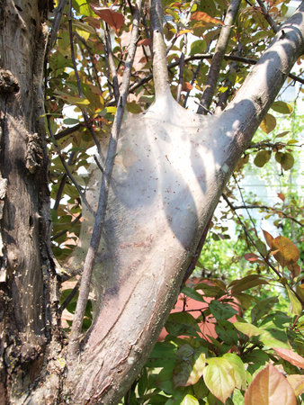 photo of a Gypsy Moth cocoon wrapped around tree branchesの写真素材