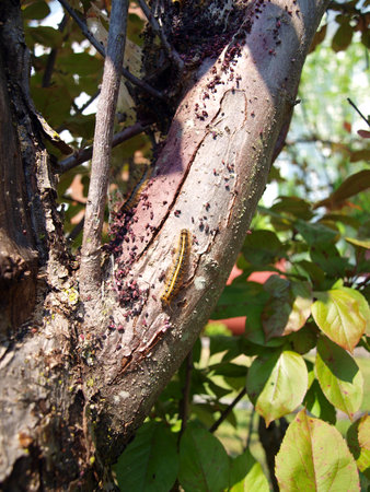 photo of a Gypsy Moth caterpillar fresh out of it's cocoonの写真素材