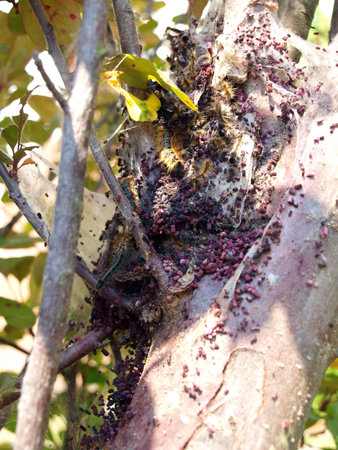 photo of Gypsy Moth caterpillars fresh out of their cocoonの写真素材