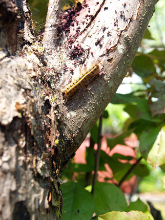 photo of a Gypsy Moth caterpillar fresh out of it's cocoonの写真素材