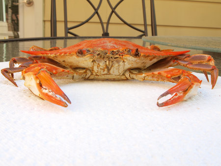 cooked blue crab from the Chesapeake Bay of Maryland on a paper towelの写真素材