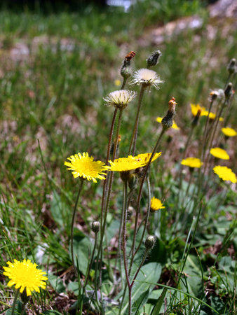 dandelion flowers growing in a yardの写真素材