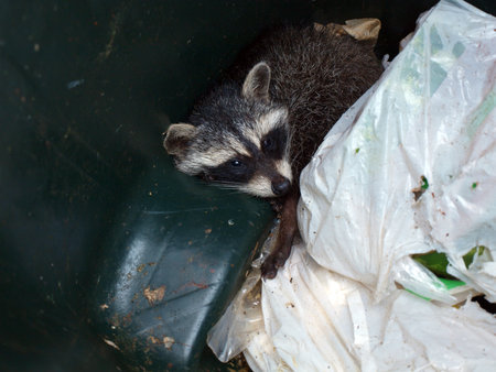 raccoon scavenging food in a trash canの写真素材