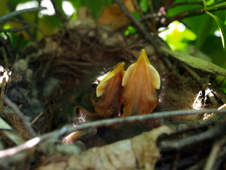 nest full of baby Mockingbirds that are restingの写真素材