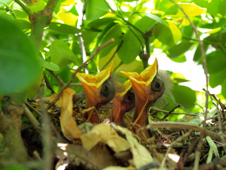 nest full of hungry baby Mockingbirds that are ready to eatの写真素材