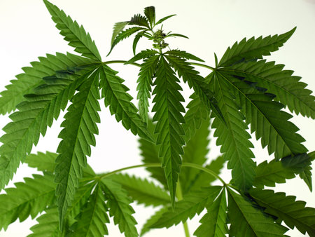 photo showing the leaves of a cannabis plant of the Indica strainの写真素材