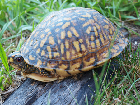 A Eastern Box Tortoise hiding in its shell for protection.の写真素材