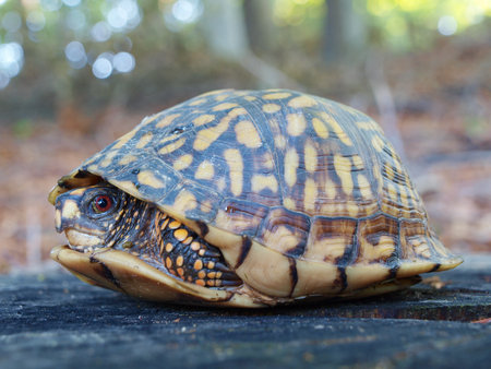 A Eastern Box Tortoise hiding in its shell for protection.の写真素材