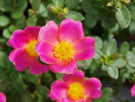 a photo of Purslane flowers taken as a background imageの写真素材