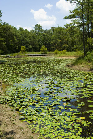 lilly pads covering a still lake in a summer meadow with blue skyの写真素材