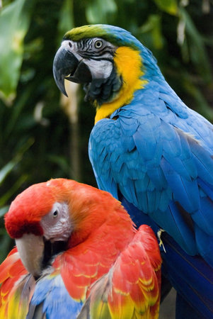 Two Macaw parrots close together in the rain forestの写真素材