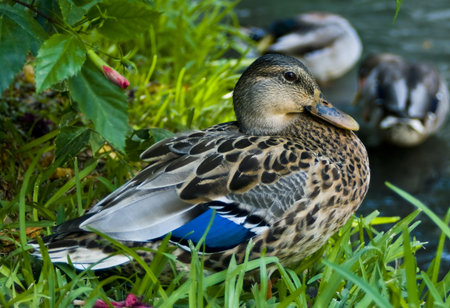 a female mallard duck resting on a grassy river bank with other ducks in the backgroundの写真素材