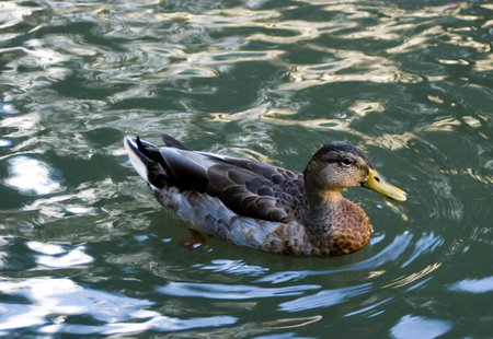 a female mallard swimming alone in a glassy riverの写真素材