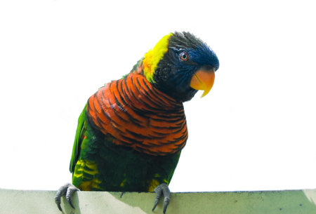 an isolated perched lorikeet on white backgroundの写真素材
