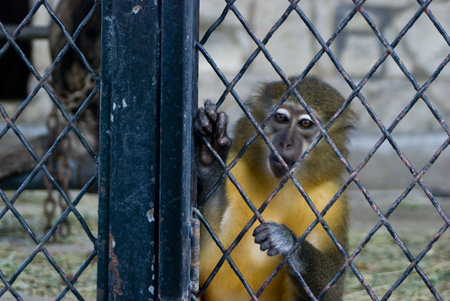 a monkey in a zoo cage looking lonelyの写真素材