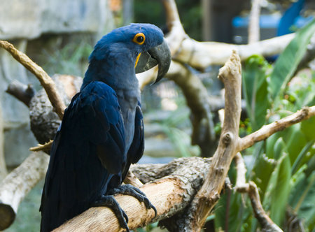 a blue parrot perched on a tree branch in a zooの写真素材