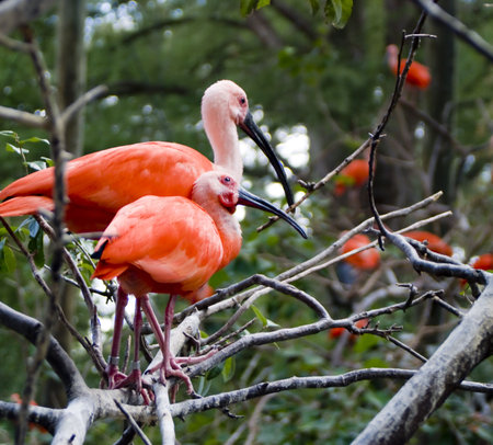 two pink birds together on a tree branchの写真素材