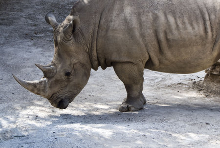 a side view of a rhinoceros at restの写真素材