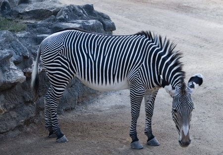 a zebra profile view with its head downの写真素材