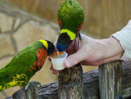two lorikeets eating nectar that is hand fed to them in an exhibitの写真素材