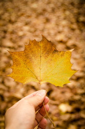 autumn leavesの写真素材
