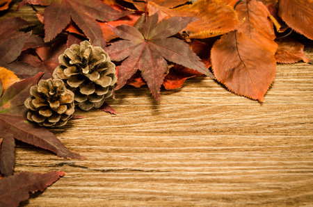 fallen leaves and pine conesの写真素材