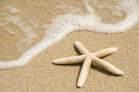 sea and starfishの写真素材