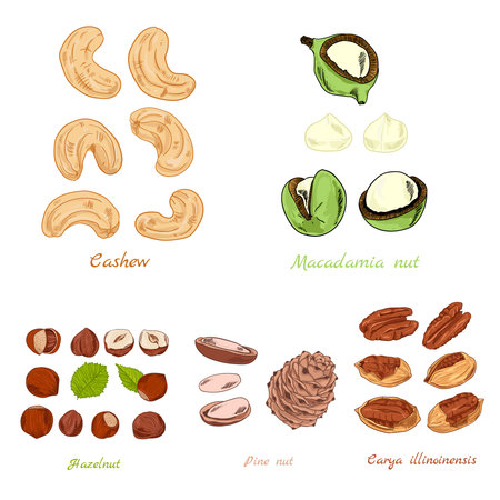 Set of nuts color hand-draw illustration from different sizesのイラスト素材