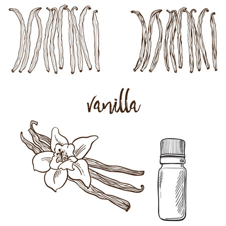 Vanilla flower and bootle spicy outline grafic illustrationの写真素材
