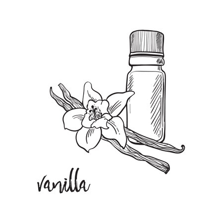 Vanilla flower and bootle spicy outline grafic illustrationの写真素材