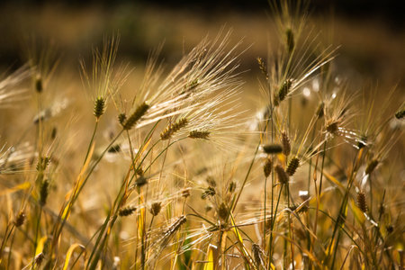 ears in the fieldの写真素材