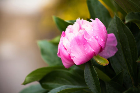 pink peony blooms in the garden zelnomの写真素材