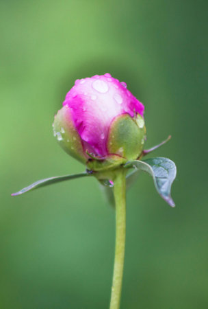 pink peony blooms in the garden zelnomの写真素材