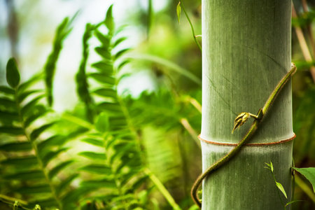 Bamboo forest background. の写真素材