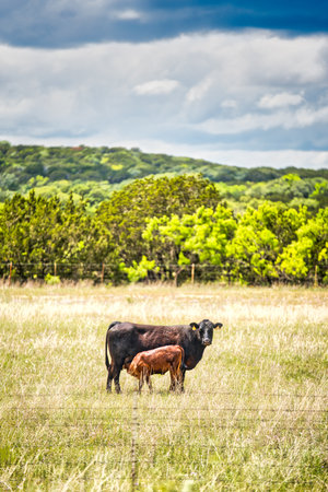 A peaceful rural landscape in Texas featuring a calf and its mother grazing amongst the grassland, framed by a cloudy sky.の写真素材