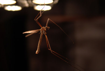 big mosquito