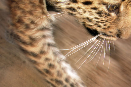 child of Far Eastern leopardの写真素材