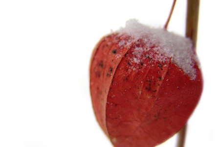 red xmas flowerの写真素材