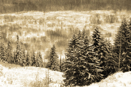 frosty winter day in the fir wood (sepia color)の写真素材