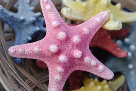 close-up of pink sea starの写真素材