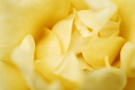 close up of yellow roseの写真素材