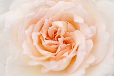 macro of pink rose blossomの写真素材