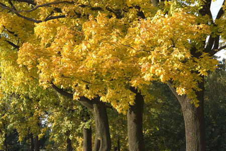 trees in Saint-Petersburg