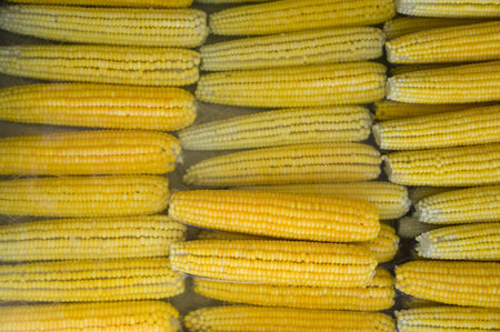 many cooked earsの写真素材