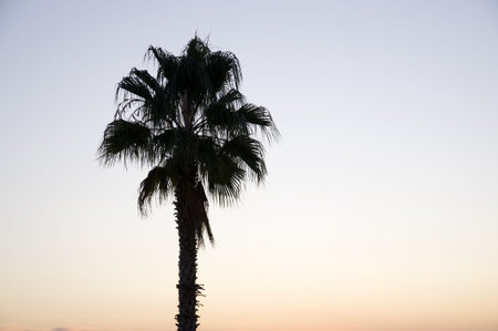 silhouette of alone palm treeの写真素材